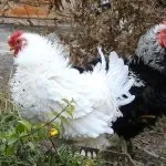 Характеристика кучерявою породи курей з фотографіями її представників