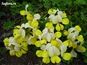 Вязель вирощування з насіння, посадка квітів - садові квіти (вирощування) Вязель вирощування з насіння, посадка квітів - садові квіти