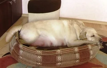 В'язка лабрадорів тічка, вибір кобеля, вагітність і пологи (пси лабрадора для в'язок) В'язка лабрадорів тічка, вибір кобеля, вагітність і пологи