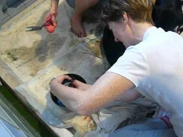 В'язка лабрадорів тічка, вибір кобеля, вагітність і пологи (вагітність) В'язка лабрадорів тічка, вибір кобеля, вагітність і пологи