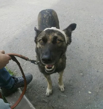 У тюменської області з рук шкуродерів врятували собаку і тепер вимагають покарання для нелюдів (шкуродери) У тюменської області з рук шкуродерів врятували собаку і тепер вимагають покарання для нелюдів