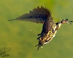 Хвостаті амфібії (caudata) загін земноводні, амфіуми амбістоми скритожабернік гігантські (амфібії) Хвостаті амфібії (caudata) загін земноводні, амфіуми амбістоми скритожабернік гігантські