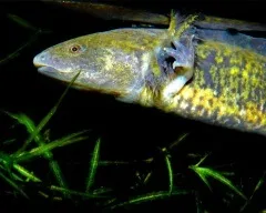 Хвостаті амфібії (caudata) загін земноводні, амфіуми амбістоми скритожабернік гігантські (хвостаті) Хвостаті амфібії (caudata) загін земноводні, амфіуми амбістоми скритожабернік гігантські