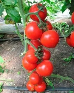 За що цінується томат монгольський карлик, де краще вирощувати культуру