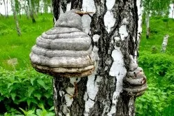 Хронічна ангіна лікування народними засобами (лікування) Хронічна ангіна лікування народними засобами