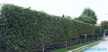 Забір своїми руками з підручних матеріалів фото і відео (паркан) Забір своїми руками з підручних матеріалів фото і відео