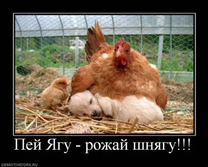 Яга, netlore репер сява, яга-фест, ягуар, алкоголь, бидло, здоров'я, молодь, реп, енергетичні