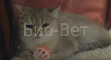 Заворот кишок у кішок, симптоми і лікування (швидка цілодобова ветеринарна допомога) Заворот кишок у кішок, симптоми і лікування