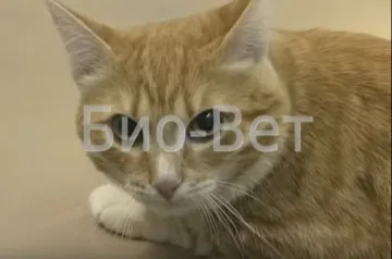 Заворот кишок у кішок, симптоми і лікування (кремація і усипляння тварин) Заворот кишок у кішок, симптоми і лікування