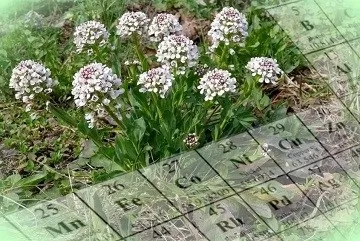 Забруднення грунту важкими металами та способи боротьби з ним (способи) Забруднення грунту важкими металами та способи боротьби з ним