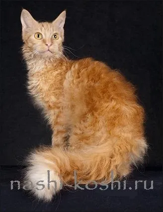Ла-перм (лаперм) - коти, кошенята, фото, ціна, все про кішок (лаперм) Ла-перм (лаперм) - коти, кошенята, фото, ціна, все про кішок