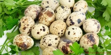 Лікування перепелиними яйцями, здорове життя (лікування в домашніх умовах) Лікування перепелиними яйцями, здорове життя