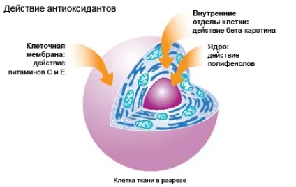 Лікування і дієтичне харчування кішки з хронічною нирковою недостатністю лікувальний беззерновой (ниркова недостатність у кішки лікування харчування) Лікування і дієтичне харчування кішки з хронічною нирковою недостатністю лікувальний беззерновой