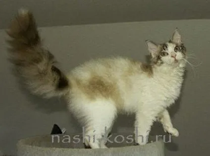 Ла-перм (лаперм) - коти, кошенята, фото, ціна, все про кішок (лаперм) Ла-перм (лаперм) - коти, кошенята, фото, ціна, все про кішок