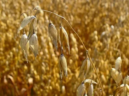 Лікування лямбліозу у дорослих схема лікування (дорослих) Лікування лямбліозу у дорослих схема лікування