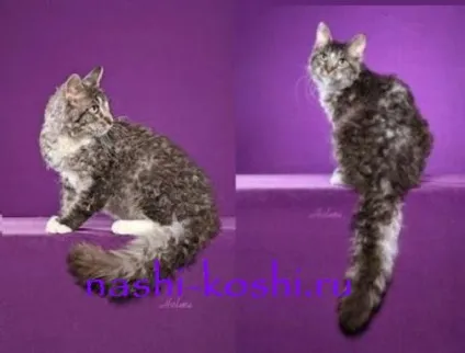 Ла-перм (лаперм) - коти, кошенята, фото, ціна, все про кішок (мутації) Ла-перм (лаперм) - коти, кошенята, фото, ціна, все про кішок