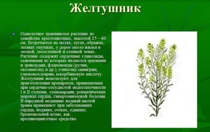 Желтушник сірий використовують для лікування захворювань в медицині