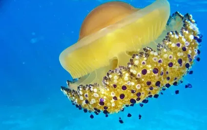 Тваринний світ морів і океанів - дивовижний світ тварин (морів) Тваринний світ морів і океанів - дивовижний світ тварин