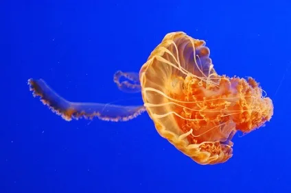 Тваринний світ морів і океанів - дивовижний світ тварин (морів) Тваринний світ морів і океанів - дивовижний світ тварин