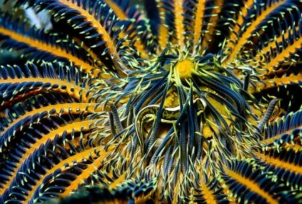 Тваринний світ морів і океанів - дивовижний світ тварин (морів) Тваринний світ морів і океанів - дивовижний світ тварин
