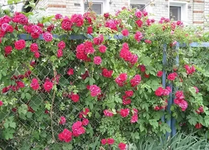 Жива огорожа з шипшини як створити квітучий паркан своїми руками (огорожа) Жива огорожа з шипшини як створити квітучий паркан своїми руками
