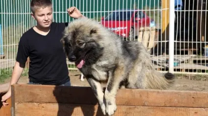 10 Самих популярних порід собак вУкаіни (порід) 10 Самих популярних порід собак вУкаіни