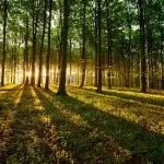 20 Цікавих фактів про корів (корова) 20 Цікавих фактів про корів