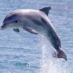 20 Цікавих фактів про корів (коровах) 20 Цікавих фактів про корів
