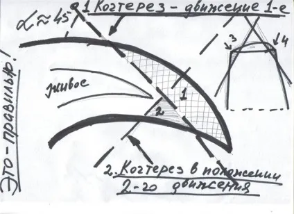 2, Як правильно стригти кігті собаки, статті (Херсоні) 2, Як правильно стригти кігті собаки, статті