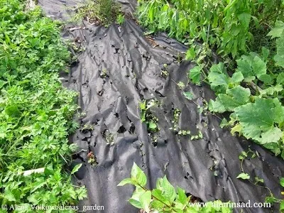 6 Способів використання чорного спанбонду на моєму городі (спанбонду) 6 Способів використання чорного спанбонду на моєму городі