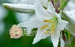 Алергія на лілії - алергія у дорослих (лілії) Алергія на лілії - алергія у дорослих