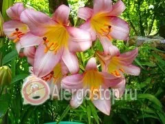 Алергія на лілії - алергія у дорослих (алергія) Алергія на лілії - алергія у дорослих