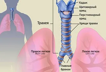 Алергічний трахеїт симптоми і лікування у дитини і дорослого (дорослого) Алергічний трахеїт симптоми і лікування у дитини і дорослого