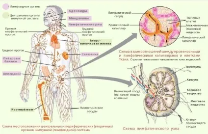 Аксилярні лімфовузли що це, норма розміру в молочній залозі (залозі) Аксилярні лімфовузли що це, норма розміру в молочній залозі