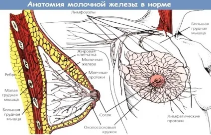Аксилярні лімфовузли що це, норма розміру в молочній залозі (норма) Аксилярні лімфовузли що це, норма розміру в молочній залозі