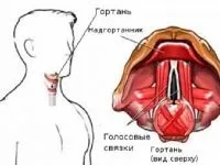 Анатомія гортані м'язи і зв'язки (м'язи гортані глотки) Анатомія гортані м'язи і зв'язки