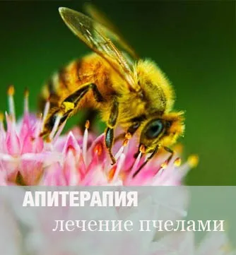 Амарант лікувальний - корисні властивості і рецепти застосування (корисні) Амарант лікувальний - корисні властивості і рецепти застосування