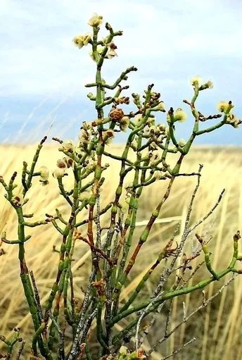 Анабазис безлистий, захворювання і лікування народними і лікарськими засобами