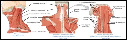 Анатомія м'язів шиї