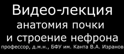 Анатомія будова нирок (нирки)