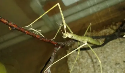 Аннамские палочник (baculum extradentatum) зміст і розведення, утримання палочніков будинку, (extradentatum) Аннамские палочник (baculum extradentatum) зміст і розведення, утримання палочніков будинку,