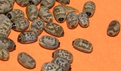Аннамские палочник (baculum extradentatum) зміст і розведення, утримання палочніков будинку, (палочник) Аннамские палочник (baculum extradentatum) зміст і розведення, утримання палочніков будинку,