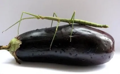 Аннамские палочник (baculum extradentatum) зміст і розведення, утримання палочніков будинку, (палочник фото) Аннамские палочник (baculum extradentatum) зміст і розведення, утримання палочніков будинку,
