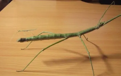 Аннамские палочник (baculum extradentatum) зміст і розведення, утримання палочніков будинку, (Аннамские) Аннамские палочник (baculum extradentatum) зміст і розведення, утримання палочніков будинку,
