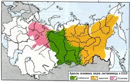 АПК - Вітус - модрина сибірська