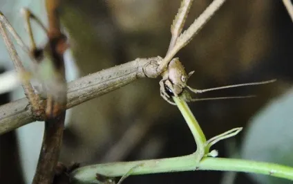 Аннамские палочник (baculum extradentatum) зміст і розведення, утримання палочніков будинку, (годування палочника) Аннамские палочник (baculum extradentatum) зміст і розведення, утримання палочніков будинку,