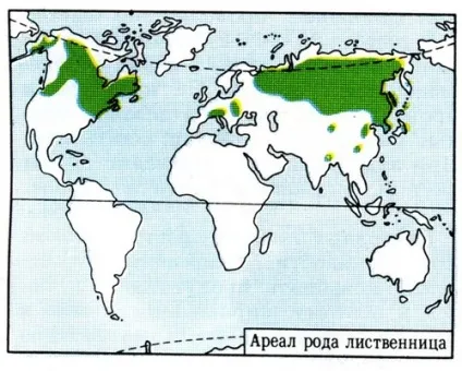 АПК - Вітус - модрина сибірська