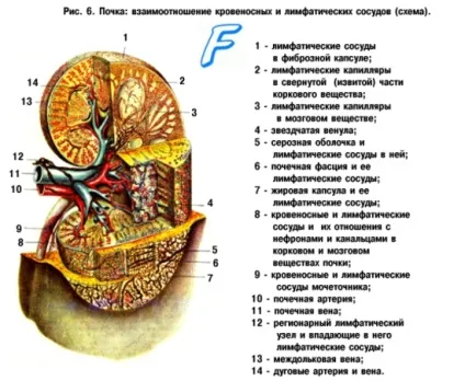 Анатомія будова нирок (нирки)