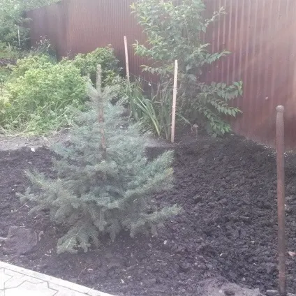 Альпійська гірка своїми руками покрокове фото і відео (руками) Альпійська гірка своїми руками покрокове фото і відео
