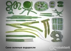 Бактерії і водорості відміну і схожість, як розмножуються і чим харчуються (водорості) Бактерії і водорості відміну і схожість, як розмножуються і чим харчуються